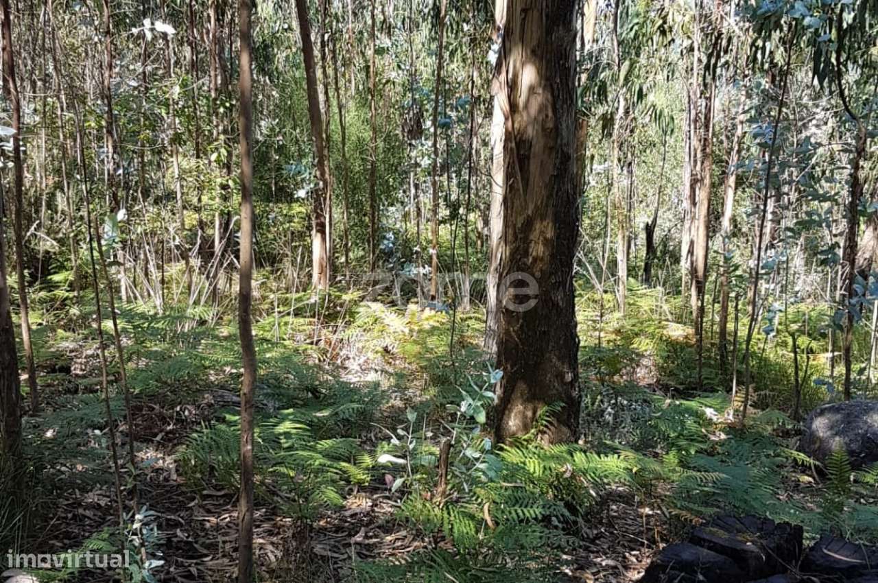 Terreno rústico - Grande imagem: 4/6