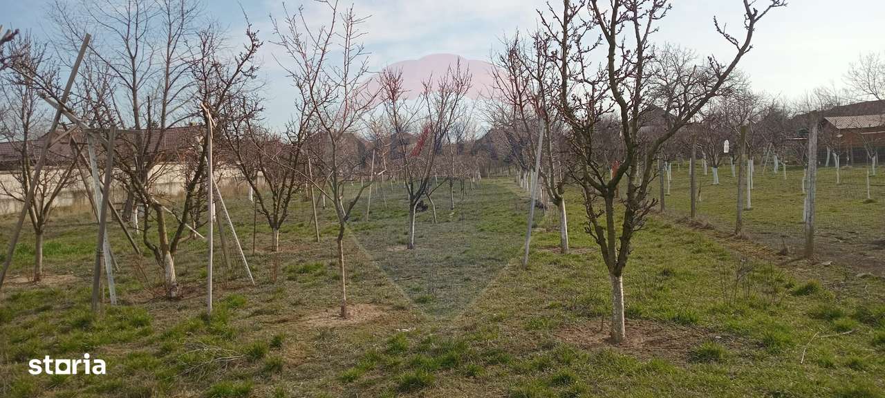 Teren Vladimirescu-  Zona Excelenta  2954 MP INTRAVILAN!!!-4