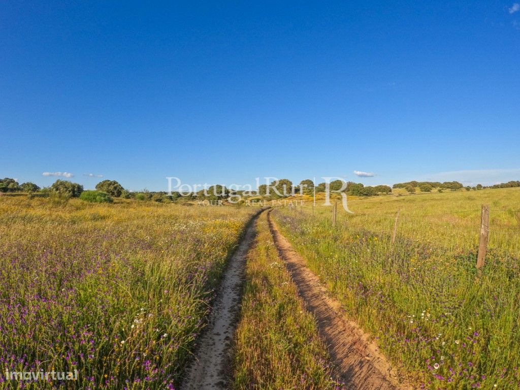 Quintinha de 3,3 hectares na Zebreira