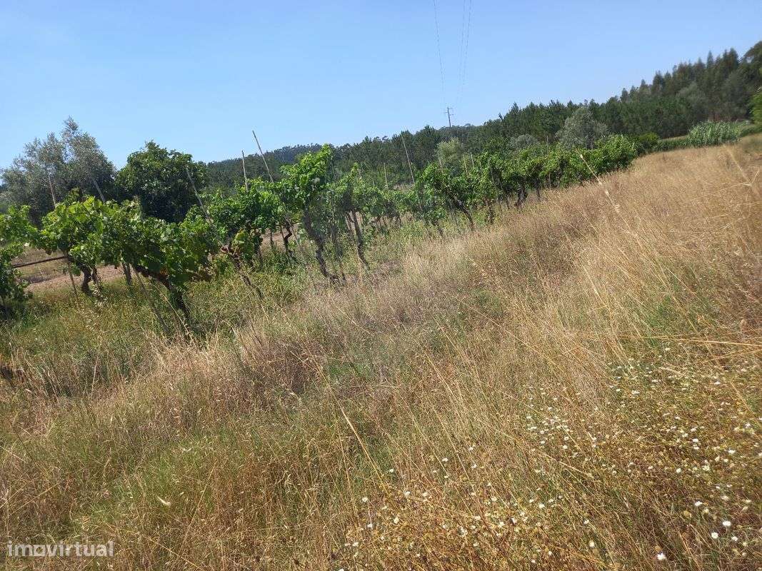 Terreno  para venda - Grande imagem: 4/6