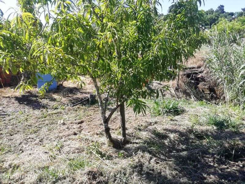 Terreno Rústico, Portugal - Grande imagem: 4/4