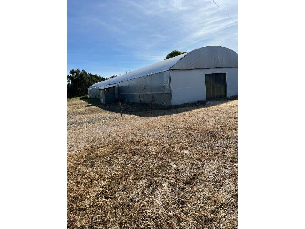 ESTUFA AGRÍCOLA - PRODUÇÃO DE COGUMELOS (SHIITAKE) - Grande imagem: 4/11