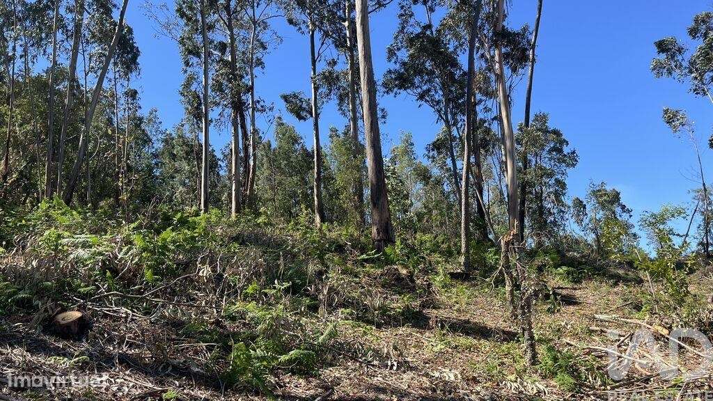 Terreno Agrícola em São Martinho do Bispo e Ribeira de Frades - Grande imagem: 5/8
