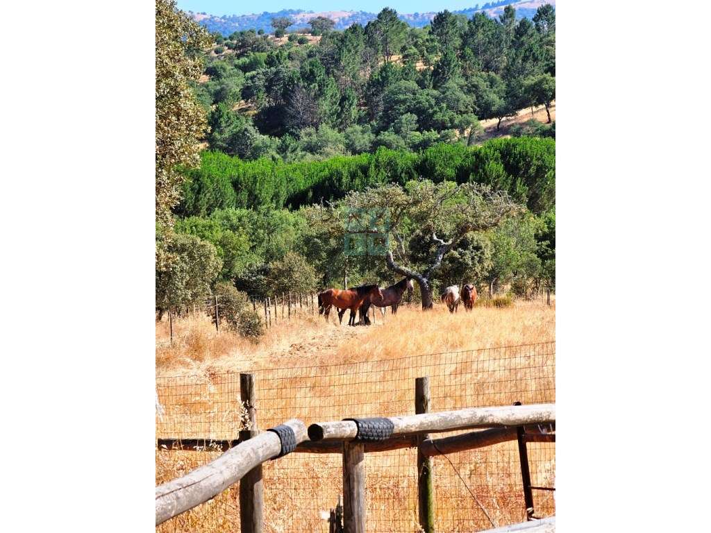 Herdade equestre com moradia T5 e piscina, 93,5ha, em Ourique, Alen...-16