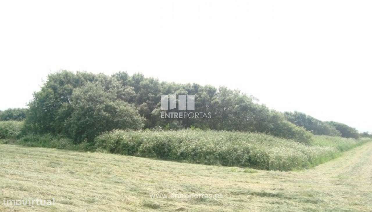 Terreno Agrícola - Afife - Grande imagem: 2/6