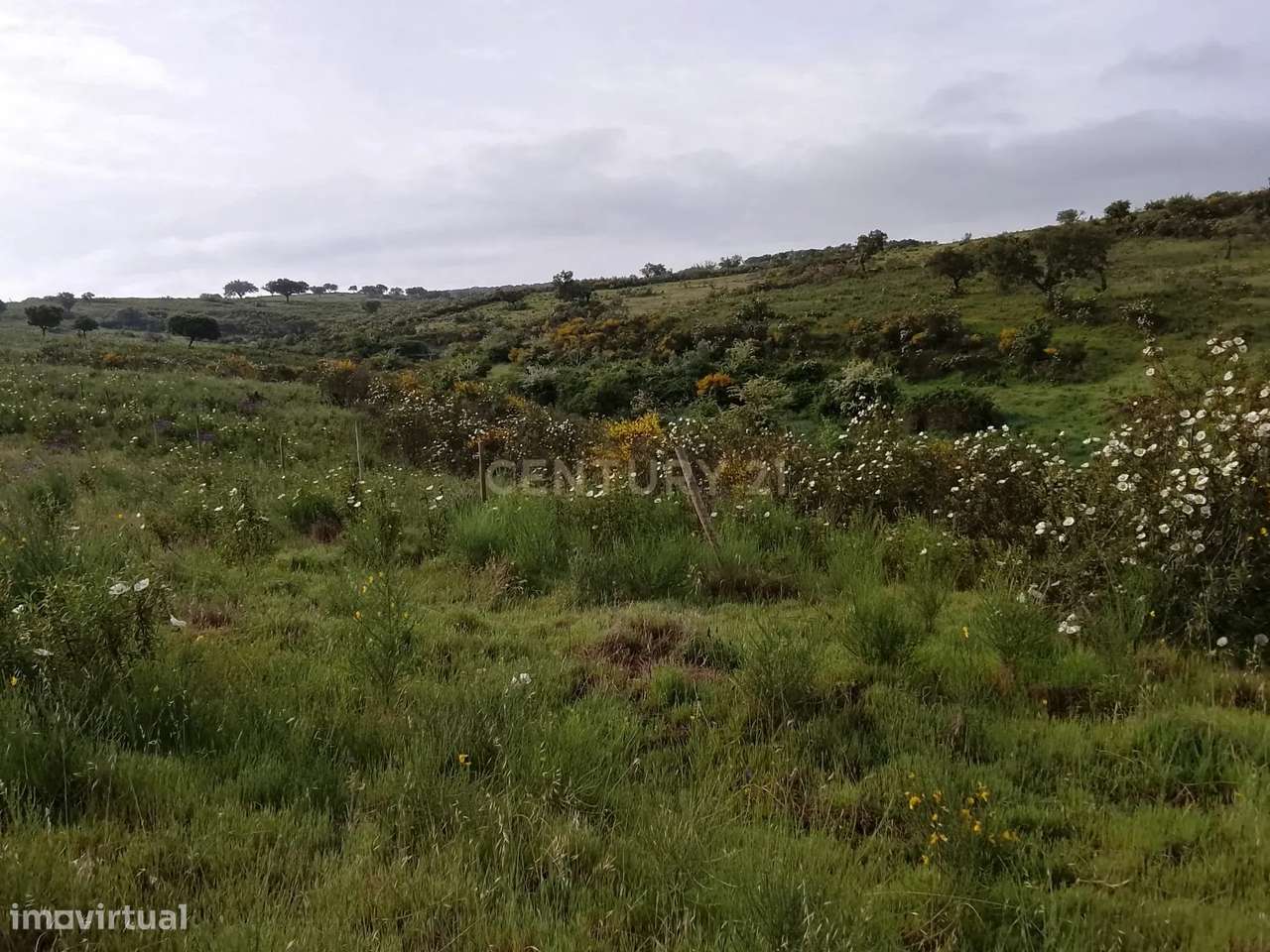 Terreno rústico 16.6ha Montalvão, Nisa-10