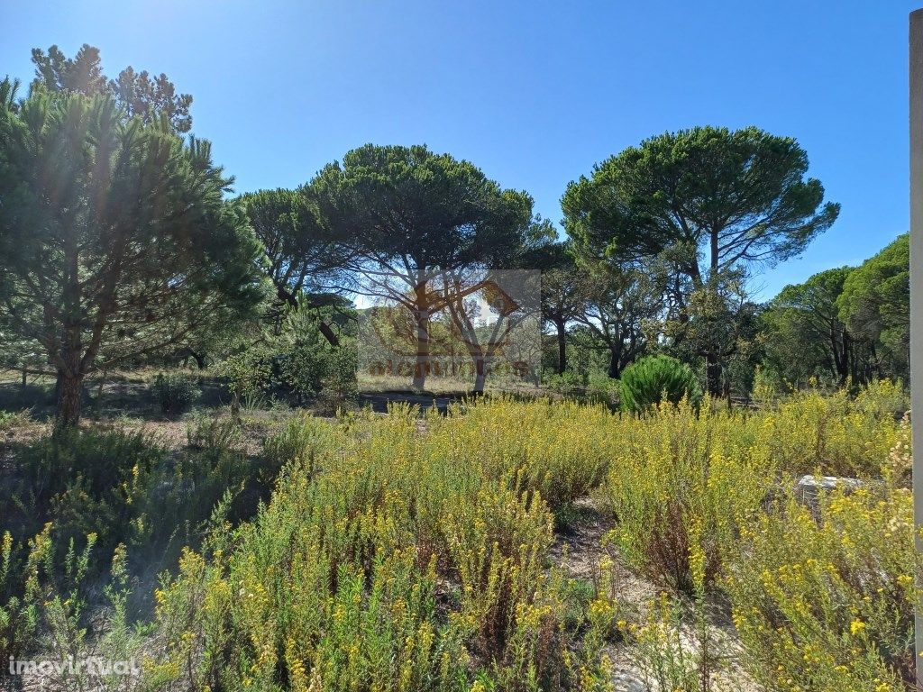 49 hectares entre Melides e Comporta- projecto habitação ...