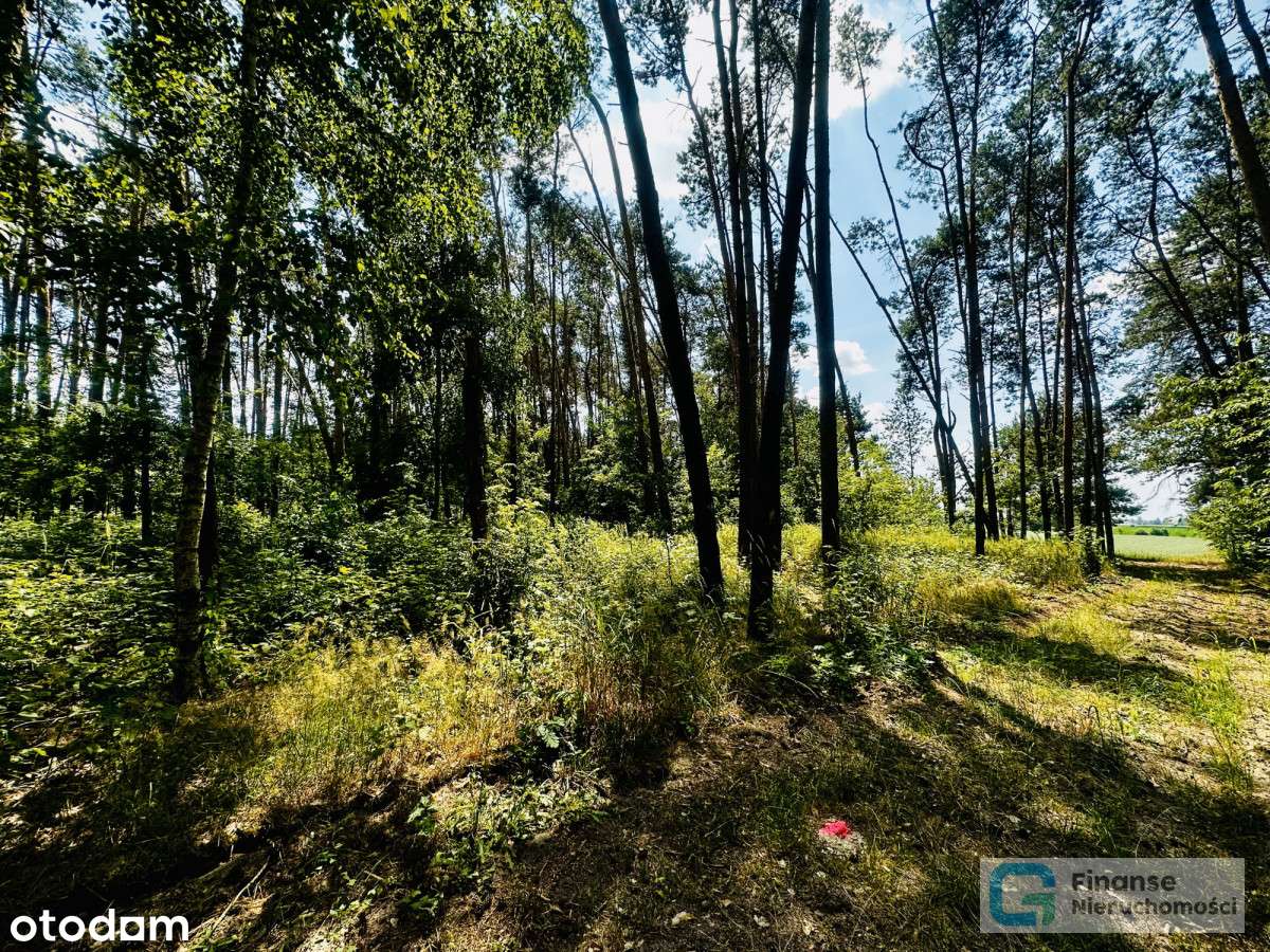 Działka 3000 m2 pod zabudowę mieszkalną - Pełny obrazek: 4/17