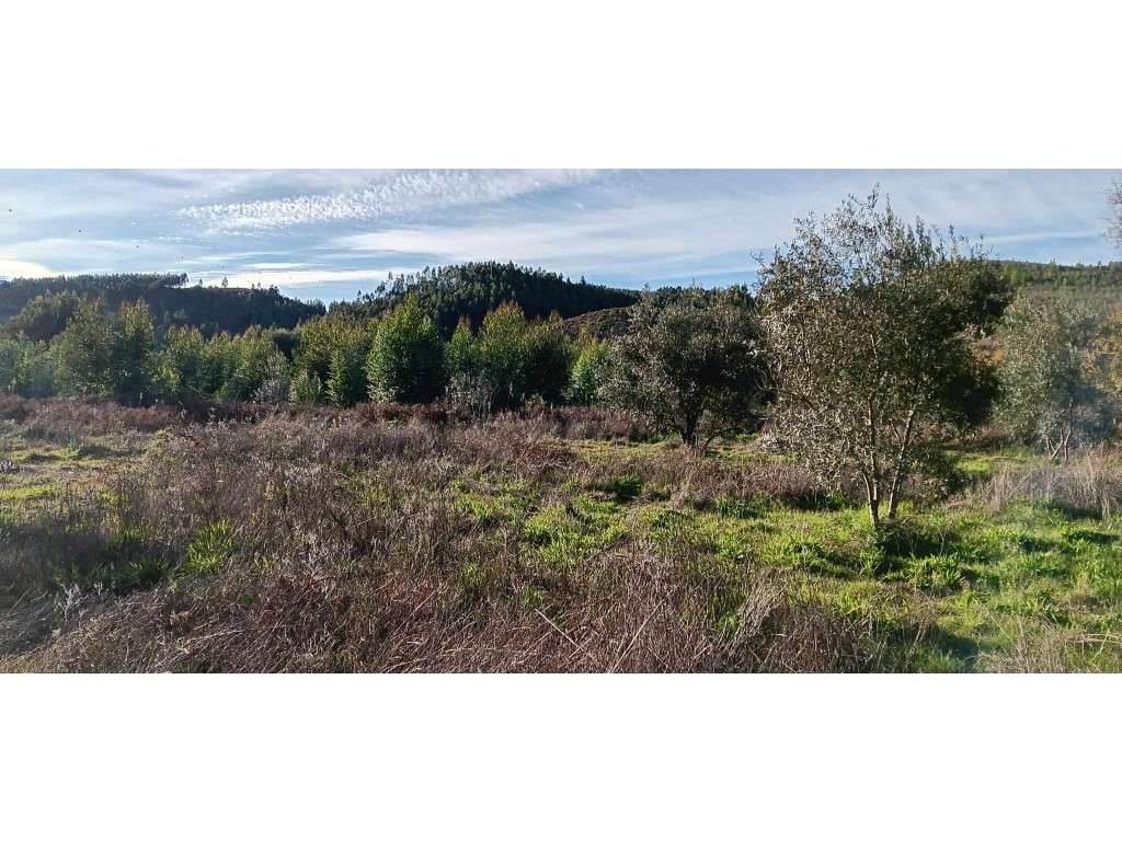 Arrendamento de Terreno Rústico - 24.680 m² , Freguesia de Envendos... - Grande imagem: 4/18