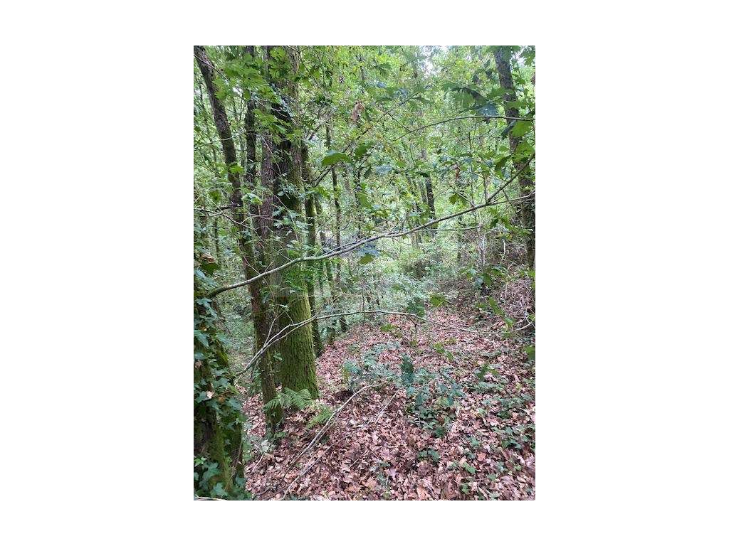 TERRENO DA FOZ DO RIO GAIA, AFLUENTE DO RIO VOUGA EM ARCOZELO DAS M... - Grande imagem: 4/8