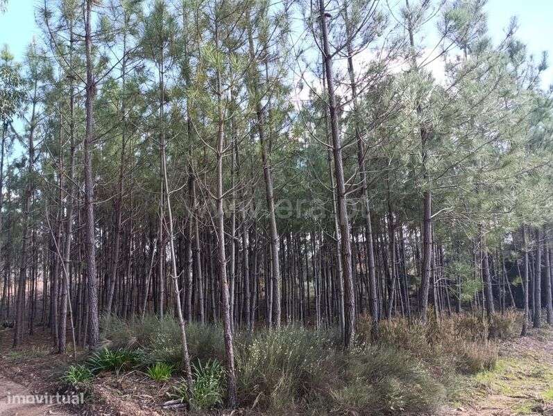 Terreno / Fundão, Monte Leal - Grande imagem: 3/4