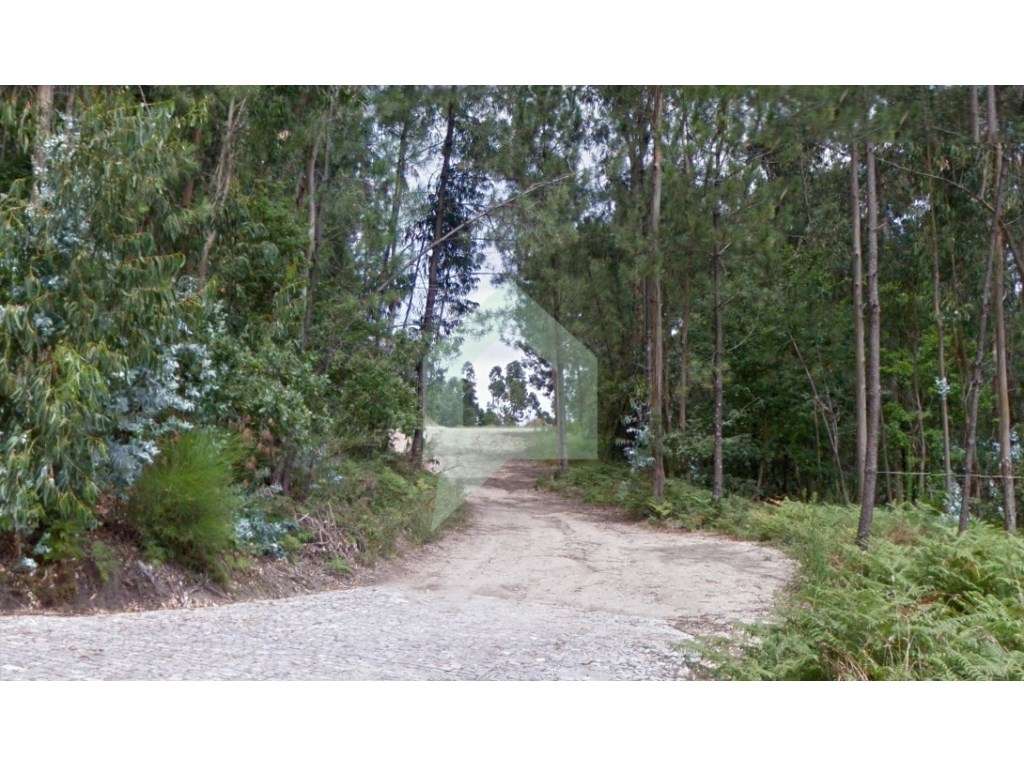 Bouça em Figueiredo-Braga - Grande imagem: 2/5