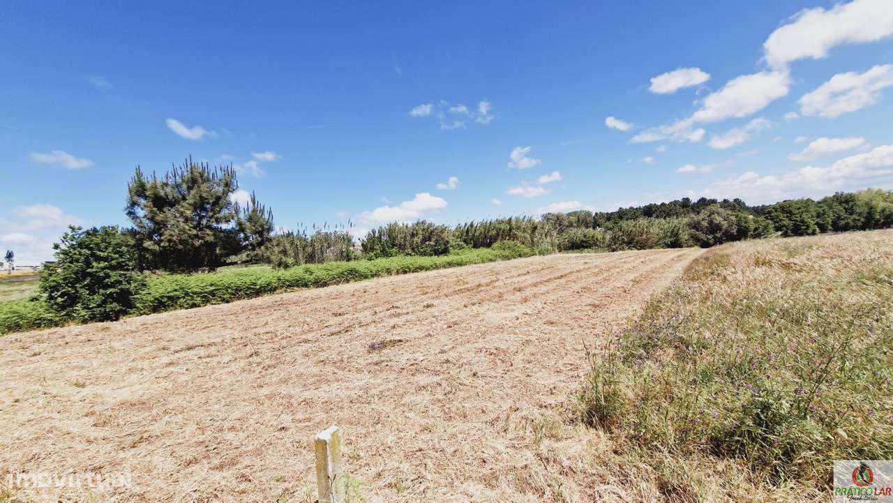 Terreno com Viabilidade de Construção em Montelongo da Areia - Grande imagem: 1/15