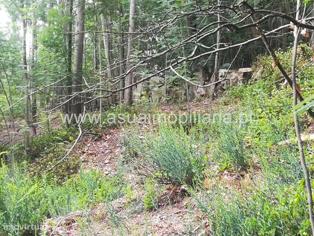 Bouça - Ferreiros - Grande imagem: 2/5