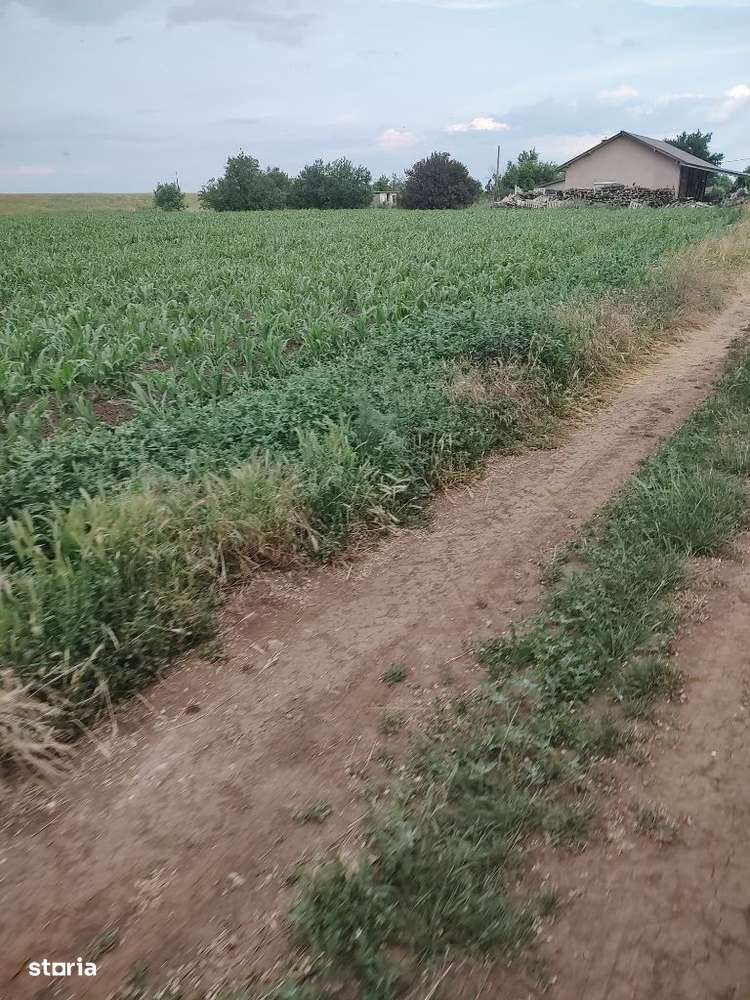 Cartier peste linie-1