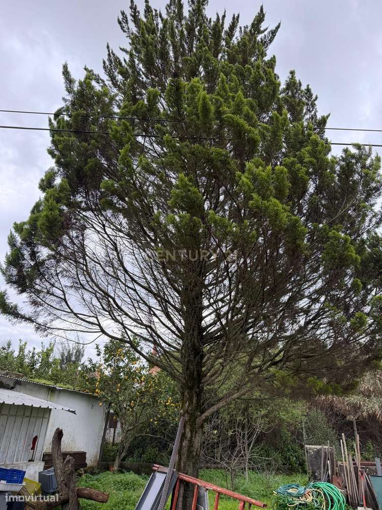 Encantadora Casa de Campo em Vale de Santarém-15