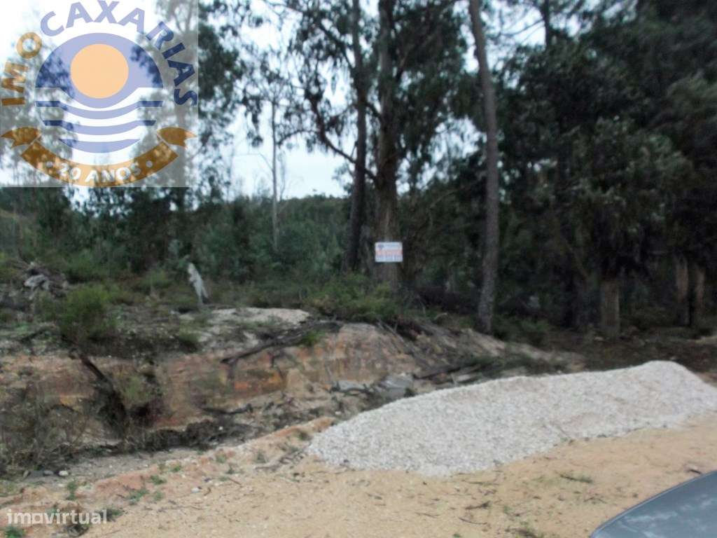 Terreno de pinhal e eucaliptos - Grande imagem: 3/3