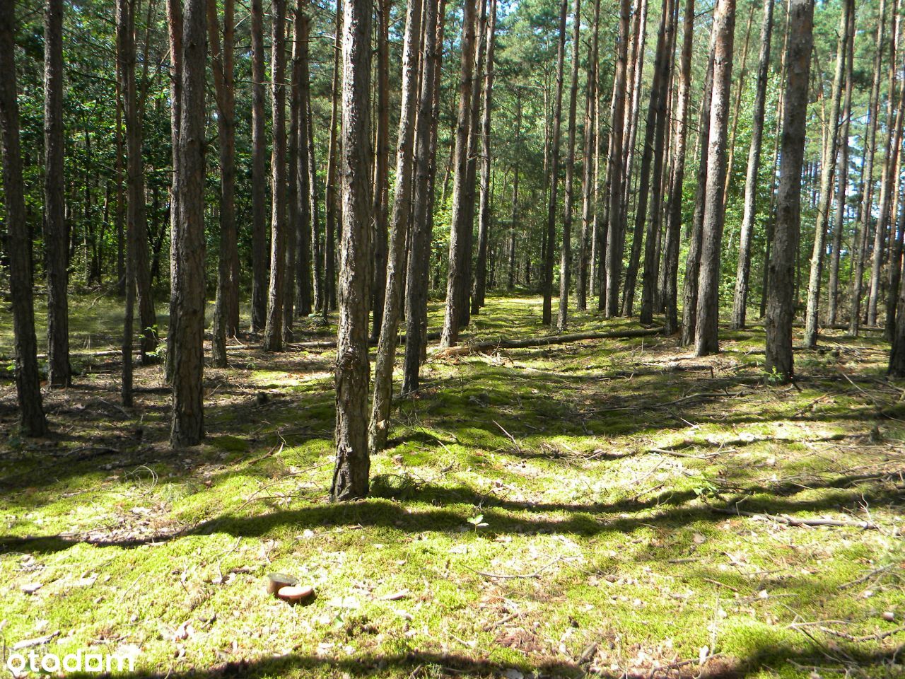 Radomsko okolice las 3000m2