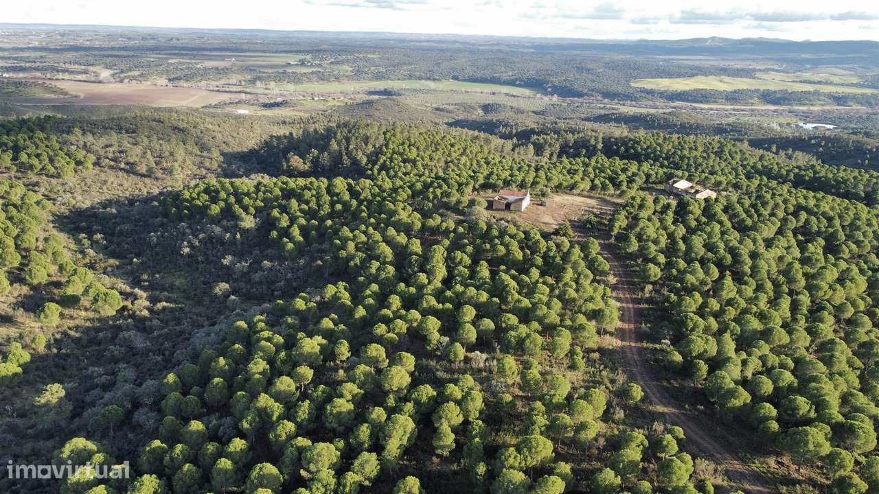 Herdade T5 Venda em Escalos de Baixo e Mata,Castelo Branco-7