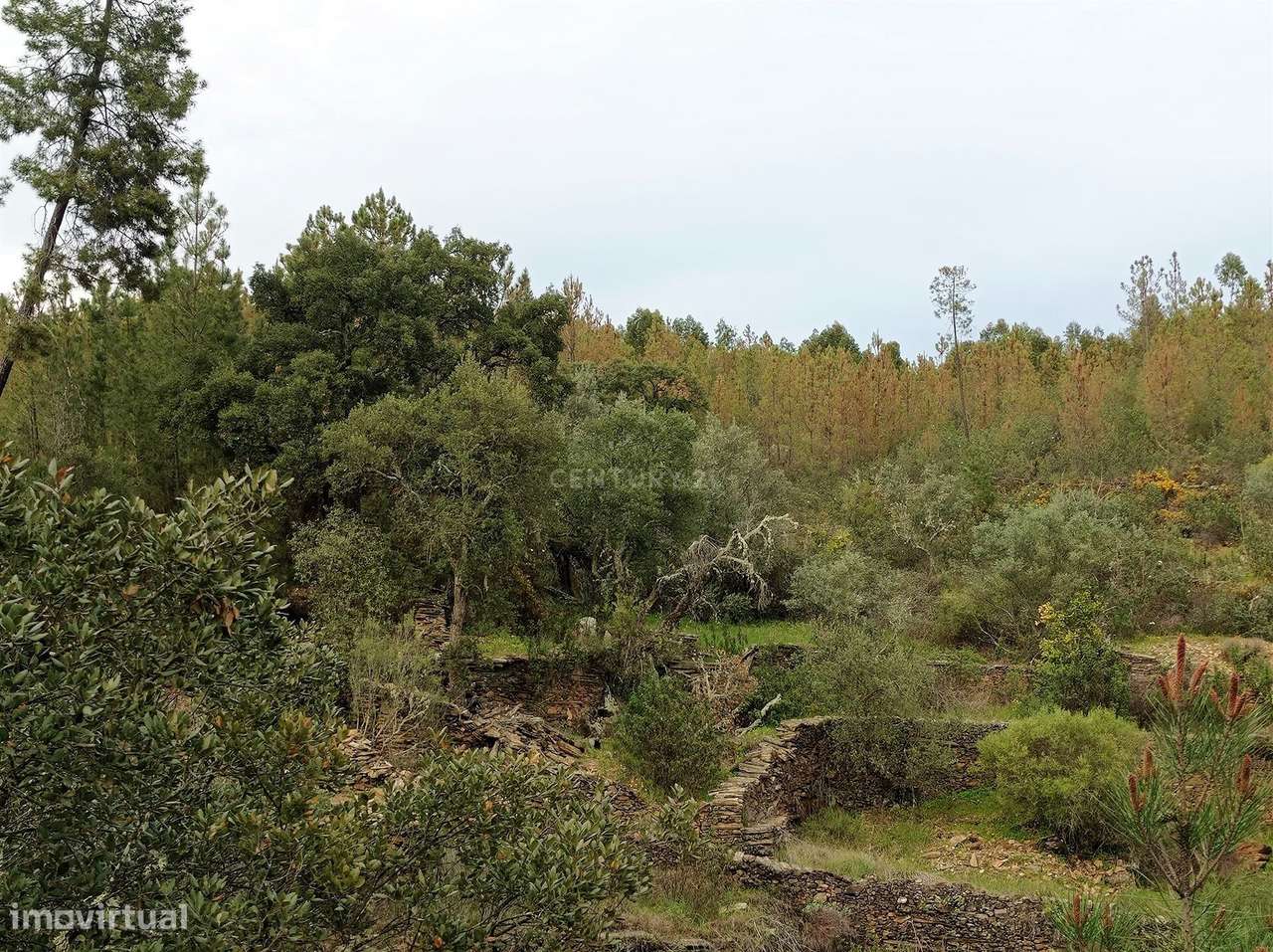 TERRENO RÚSTICO 2000m2 MONTEZAS, CEBOLAIS E  RETAXO, CASTELO BRANCO - Grande imagem: 3/11
