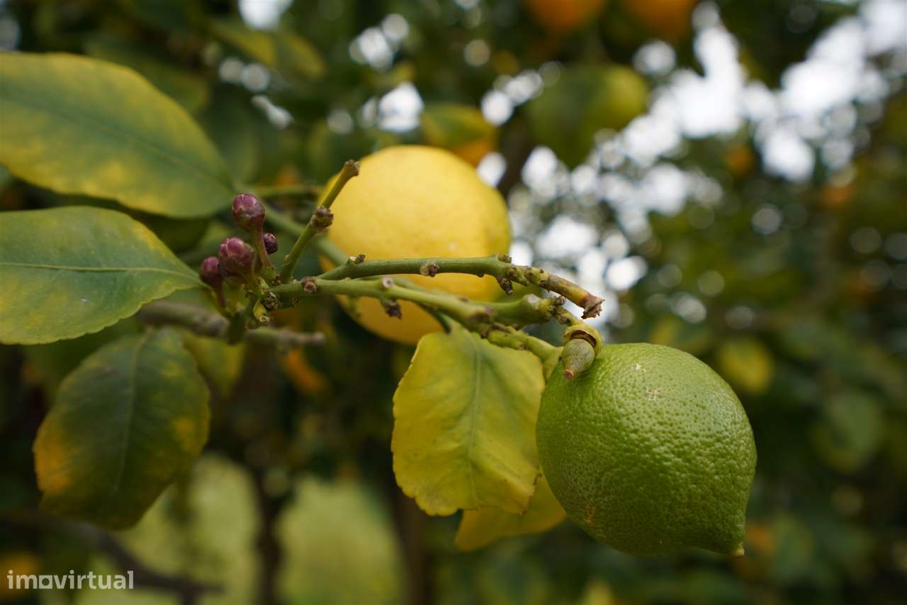 Quinta, com moradia T4, próximo de Grândola - Grande imagem: 5/27