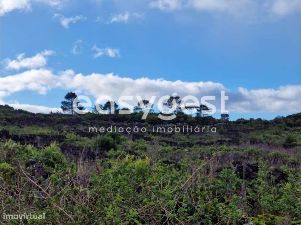 Terreno Rústico de vinha e arvoredo junto ao Aeroporto do Pico - Grande imagem: 5/15