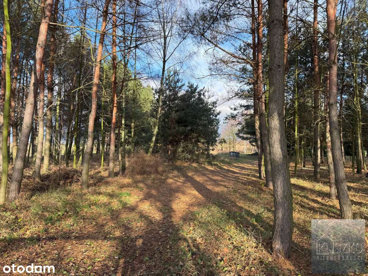 Działka, 3 117 m², Zbylczyce - Pełny obrazek: 4/8