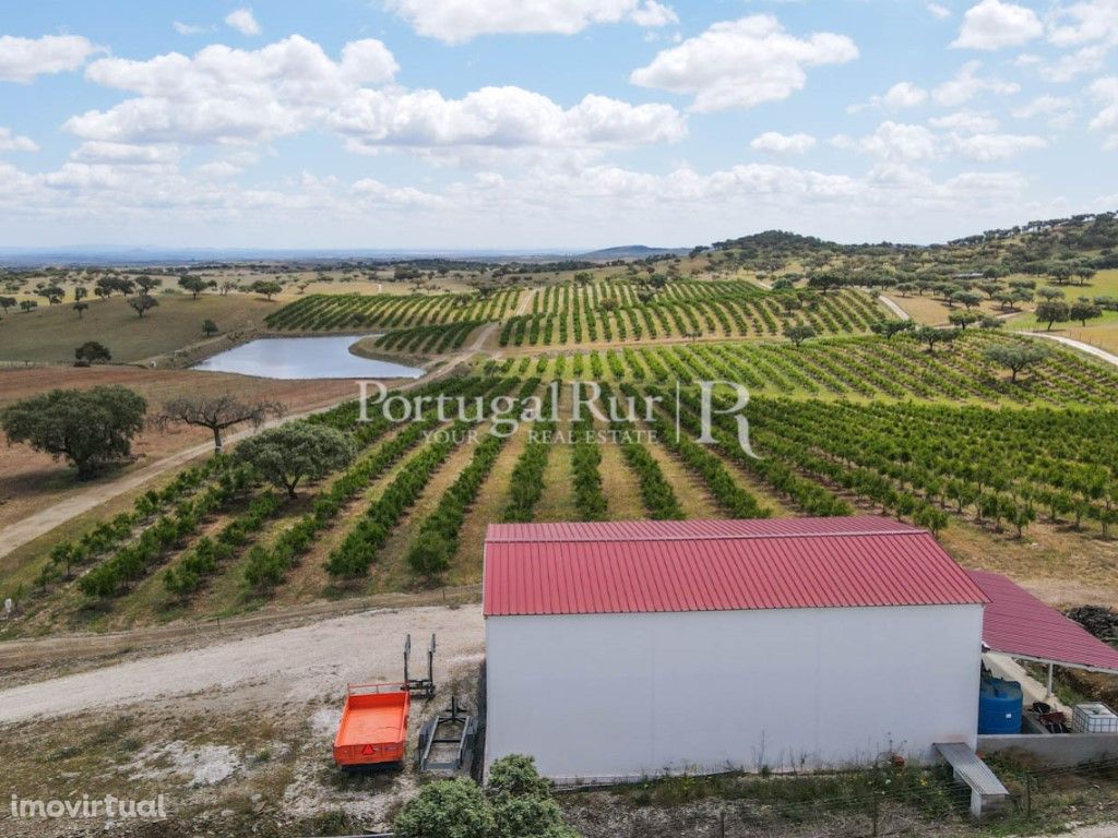 Terreno de 14 ha com plantação de Romaneiras