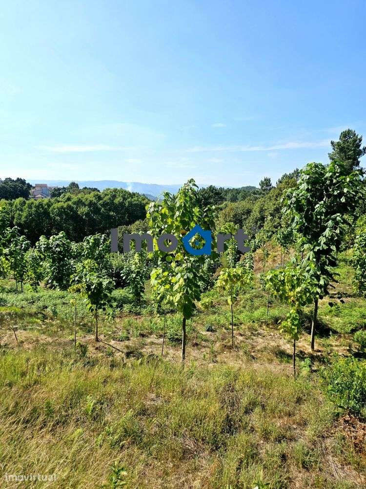 Terreno com nascente de Água!-16