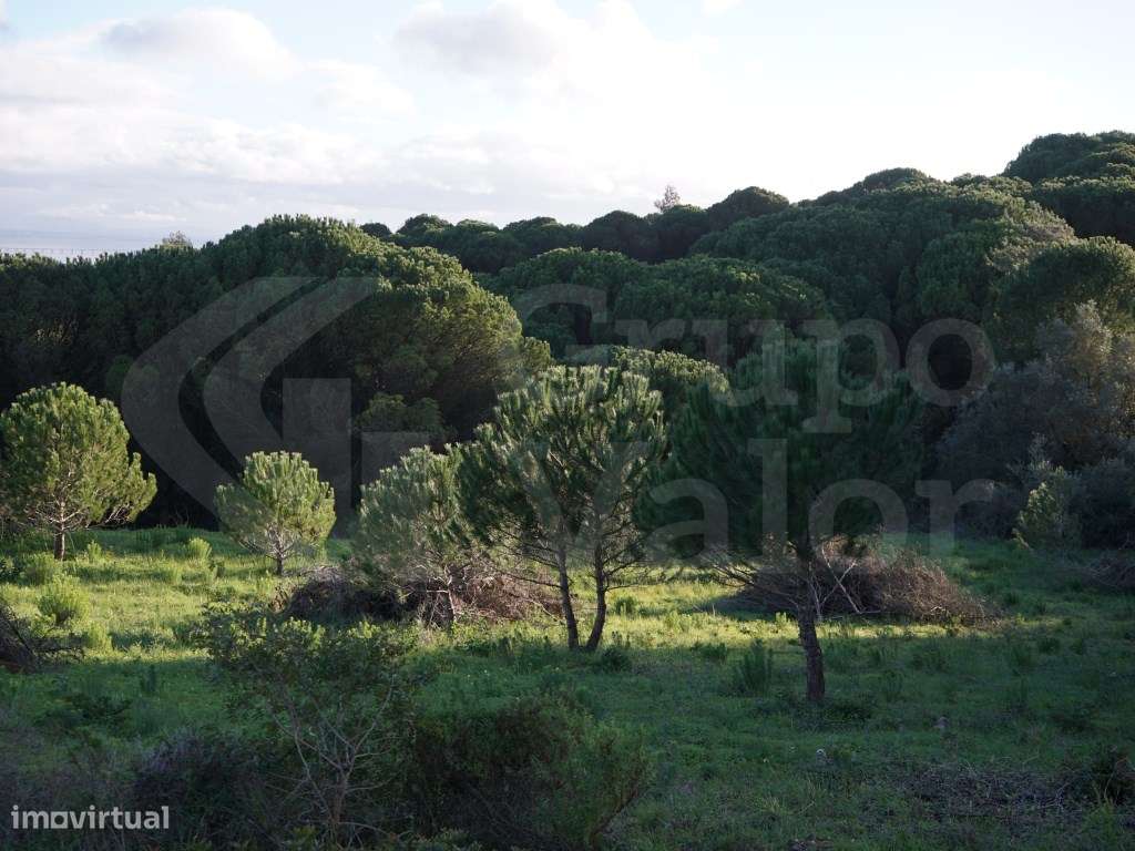 Terreno Rústico com Vista Paisagística | Santa Eulália | Vialonga - Grande imagem: 3/5