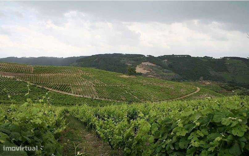 Douro Vinhateiro, Quinta Turística-10