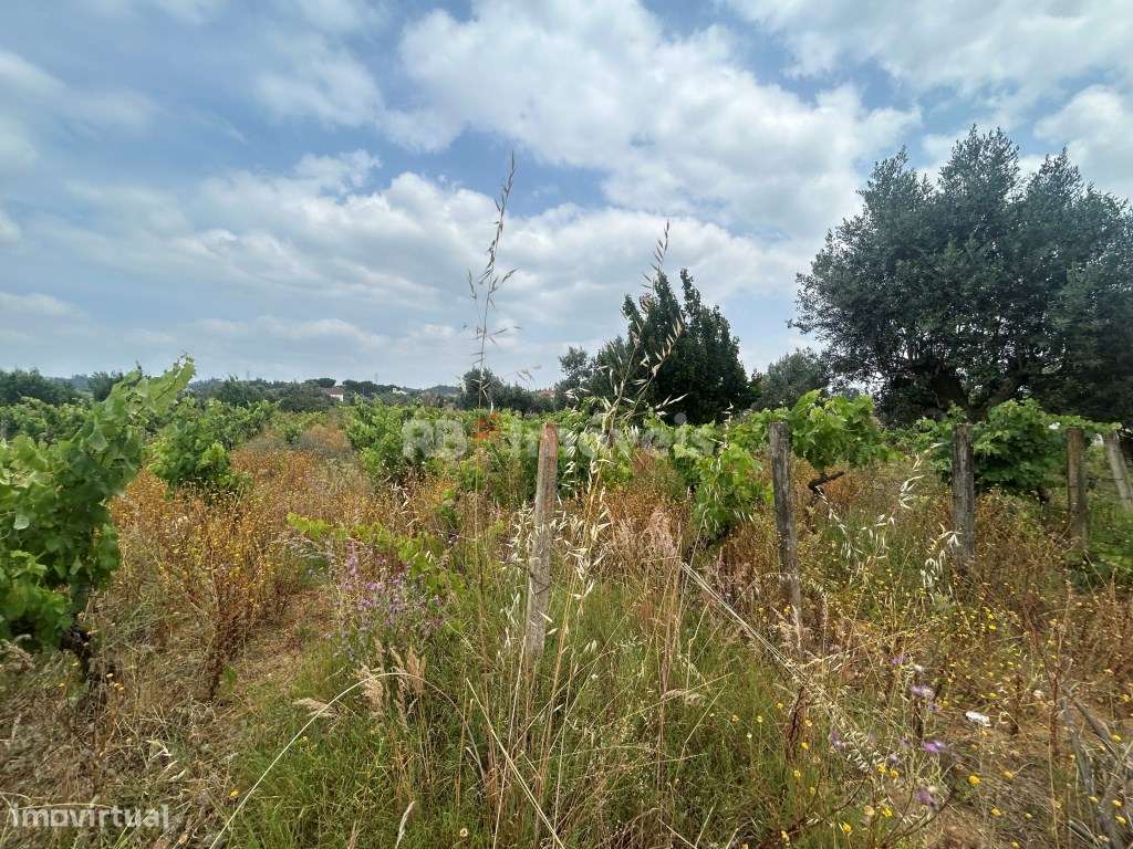 Terreno rústico - Bairrada, Tomar - Grande imagem: 5/18