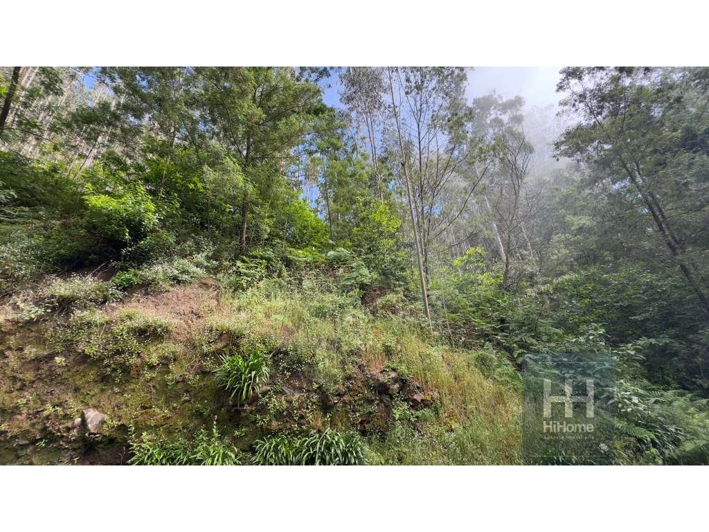 Terreno rústico no Caminho dos Pretos | Funchal - Grande imagem: 5/22