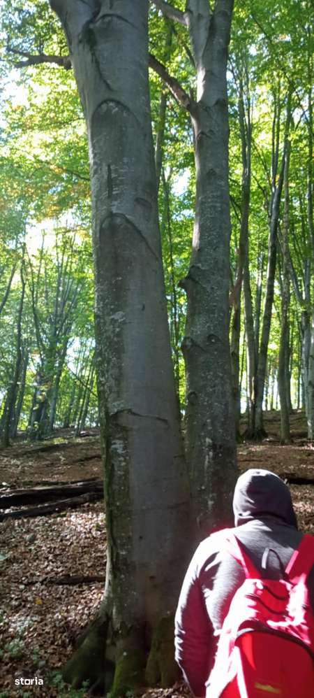 Teren Extravilan 5,25 Ha - Pădure de Fag vechime 120 ani - Imagine principală: 5/5