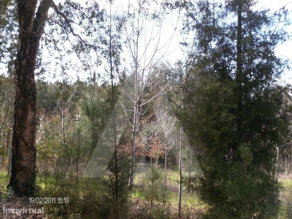 Terreno com 3500 m2 em Aguada de Cima, Águeda - Grande imagem: 3/7