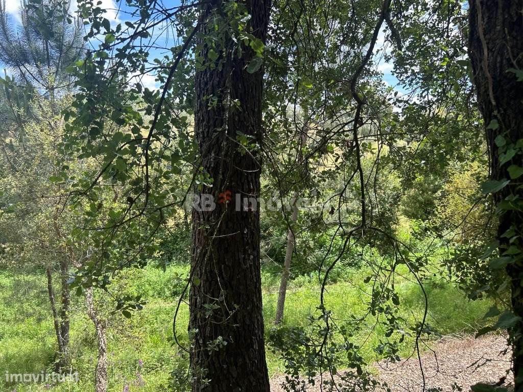 2 Terrenos rústicos - Pardielas, Ferreira do Zêzere - Grande imagem: 4/8