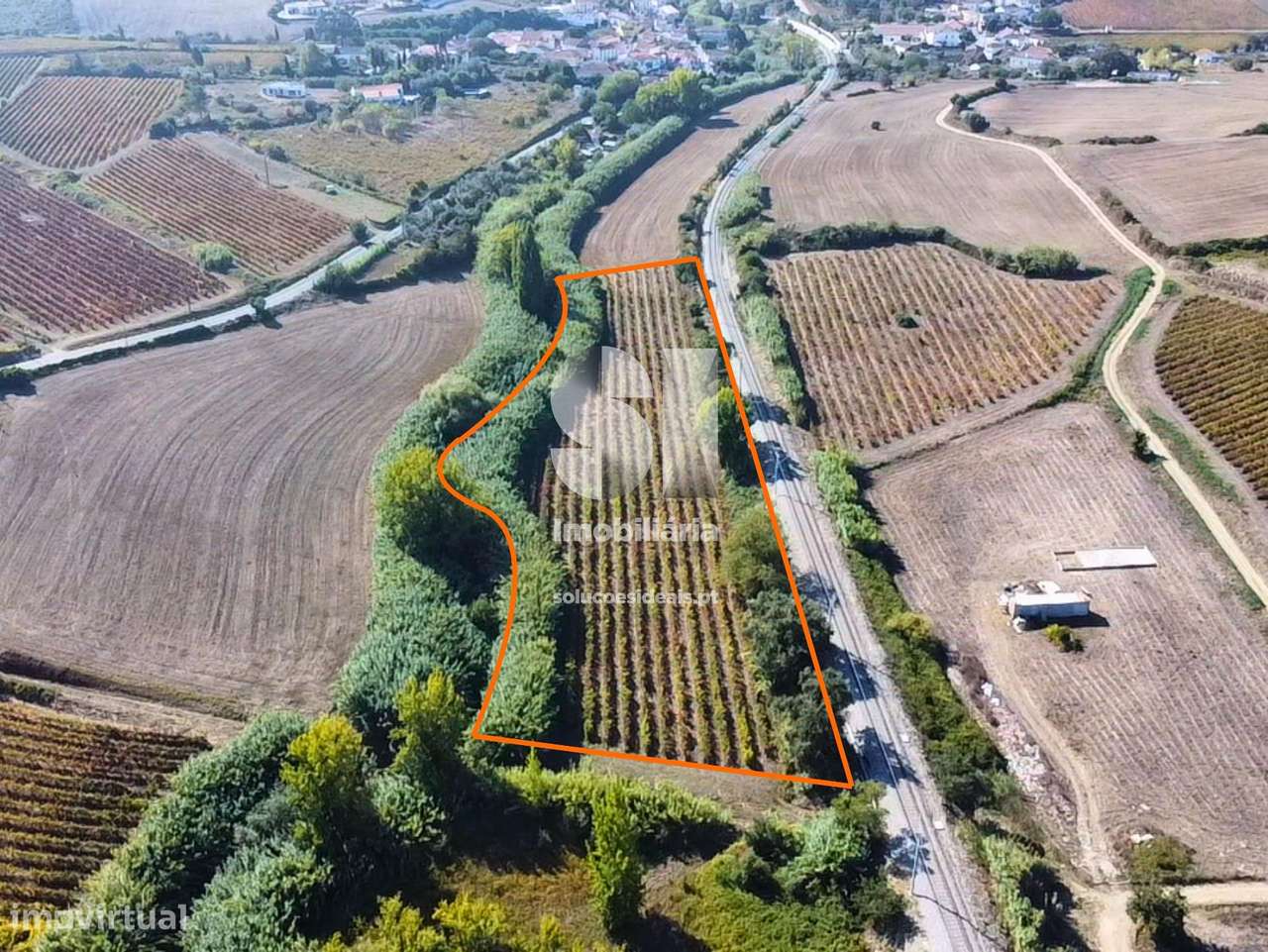 Terreno com Vinha Ativa - Grande imagem: 5/12