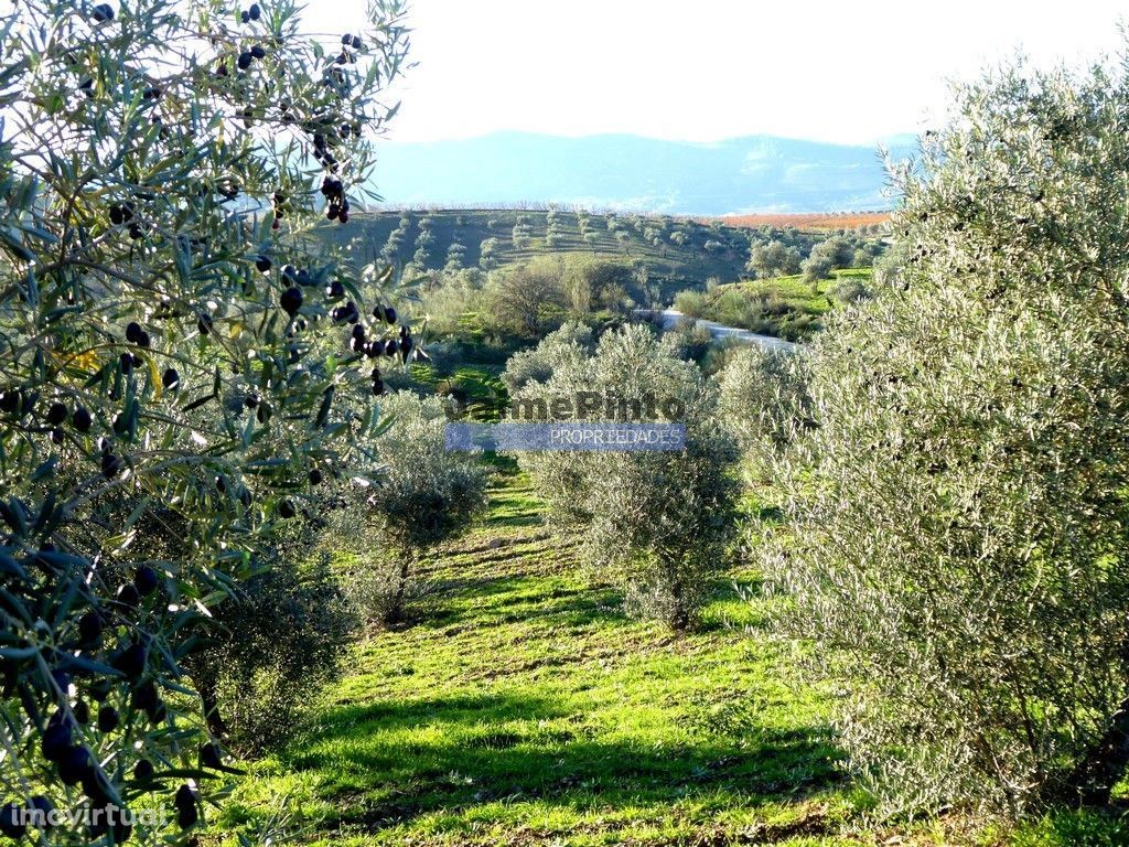 88ha c/ Olival, Cortiça, Floresta e terra p/ novas plantações. Port...