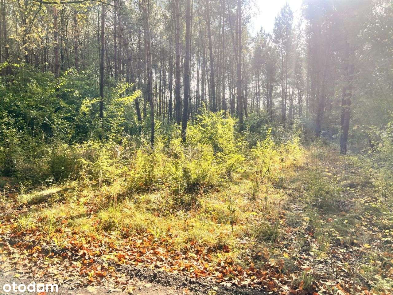 Powałki działka budowlana na skraju lasu. - Pełny obrazek: 5/20