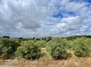 Herdade no coração do Alentejo de 307 hectares, com produção vinícola, - Miniatura: 23/39