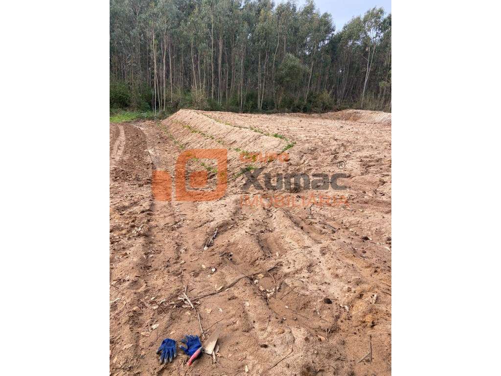 Terreno rústico zona da Serra do Bouro! - Grande imagem: 4/4