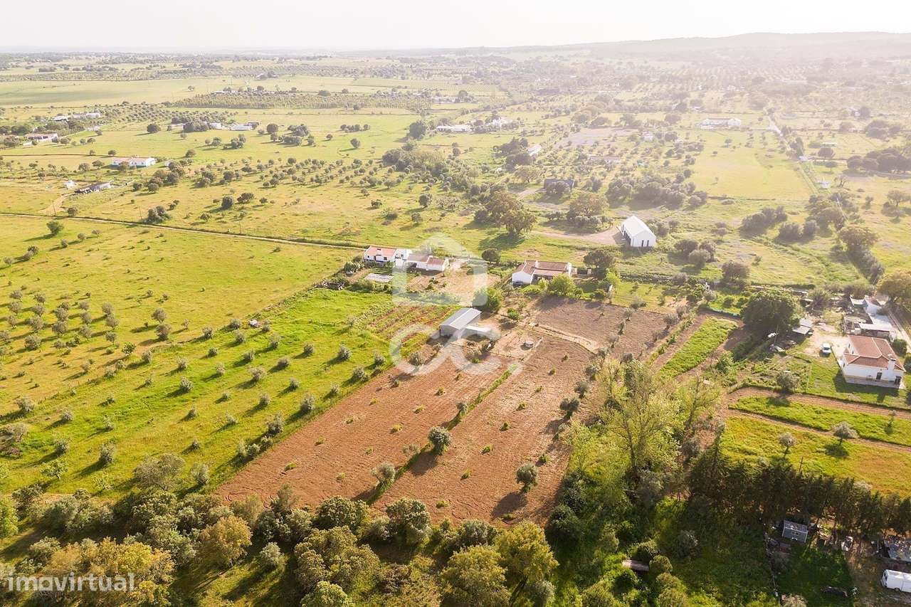 Quinta de 9250m2 c/ Moradia T4 térrea, anexo e armazém | Azaruja-43