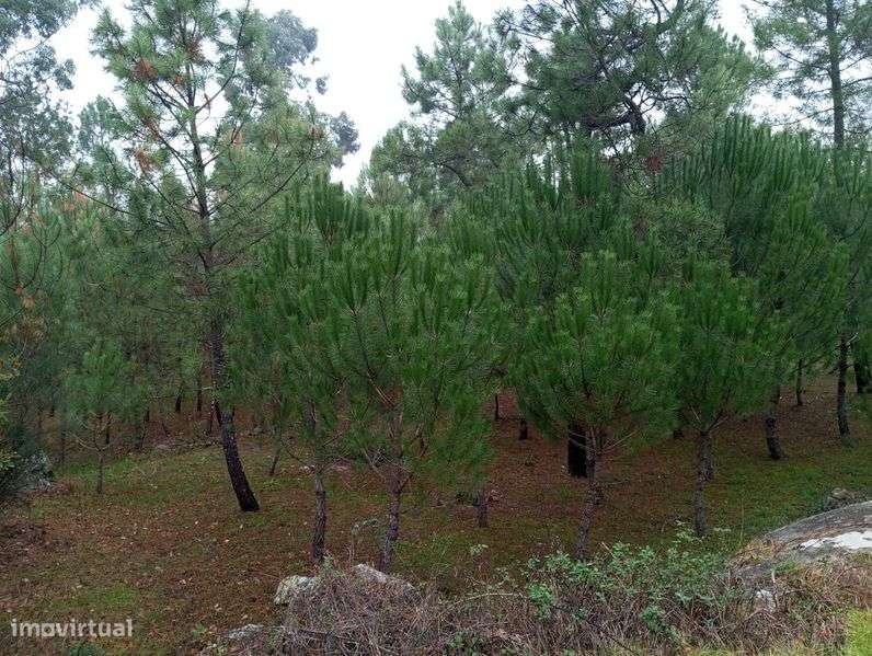 Terreno com pinhal para construção - Grande imagem: 4/4