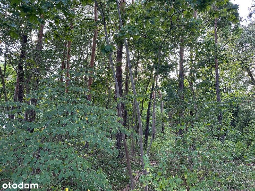 Działka ze starodrzewiem wśród zadbanych domów wolnostojących 0% - Pełny obrazek: 3/4