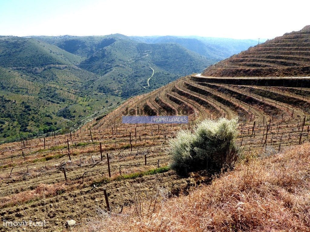 51ha olival, vinha, cortiça. Portugal, Guarda, Douro Superior.