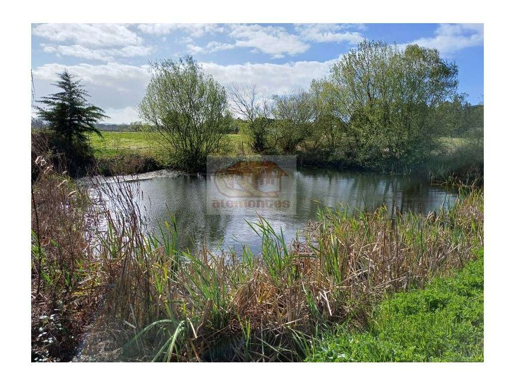 Quinta com casa e pinhal em Grândola! - Grande imagem: 4/11