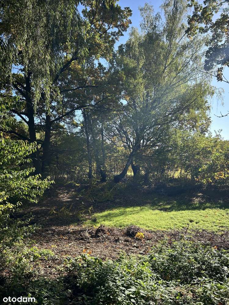 2499 m.kw i 2498 m.kw- Praktycznie Podkowa Leśna (do granicy 100 metró - Pełny obrazek: 5/5