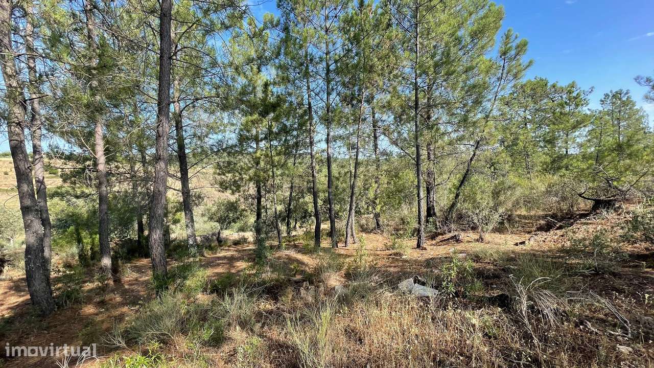 Terreno rústico, Cebolais de Cima, Castelo Branco - Grande imagem: 4/5