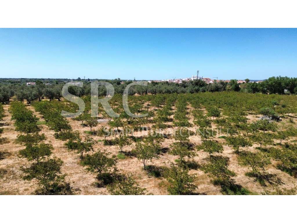 Herdade das nogueiras V.N. Baronia-6