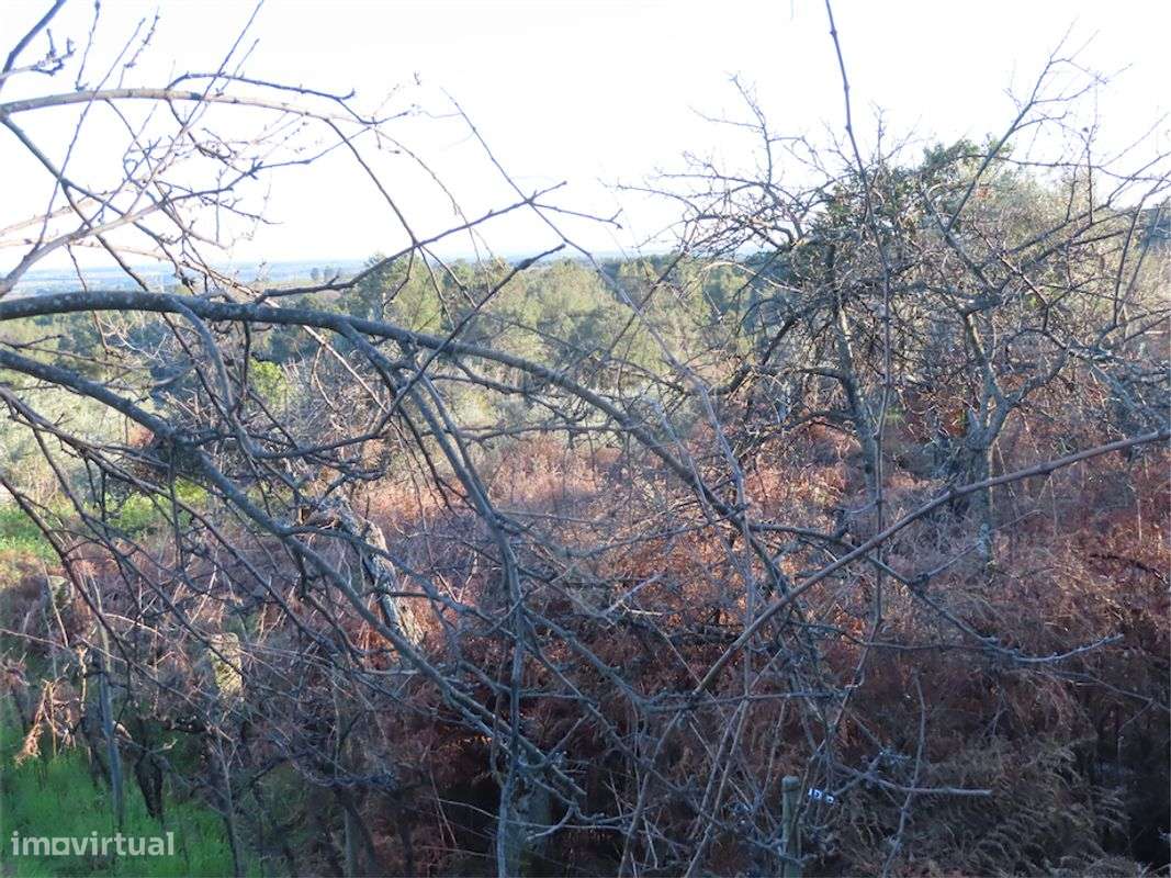 Quinta  para venda - Grande imagem: 4/7